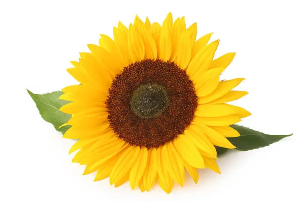 Sunflower isolated on white background.                                                                                                                           Here are more images from Imo: