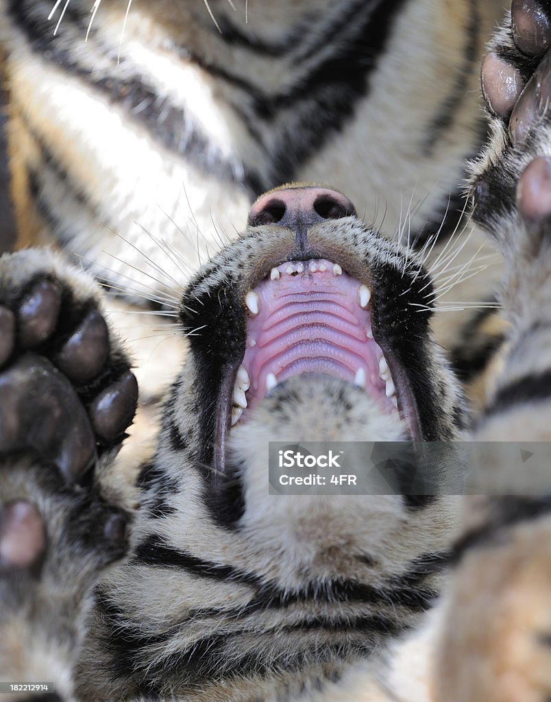 Bengal Tiger Cub putzen und Gaumen (XXXL - Lizenzfrei Tiger Stock-Foto