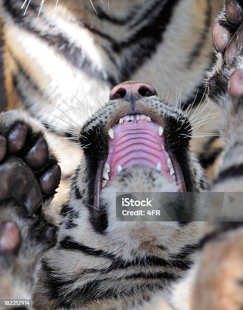 Bengal Tiger Cub Putzen Und Gaumen Xxxl Stockfoto und mehr Bilder von Tiger - Tiger, Bedrohte Tierart, Bildschärfe