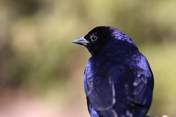 Male Shiny CowbirdMolothrus bonariensis