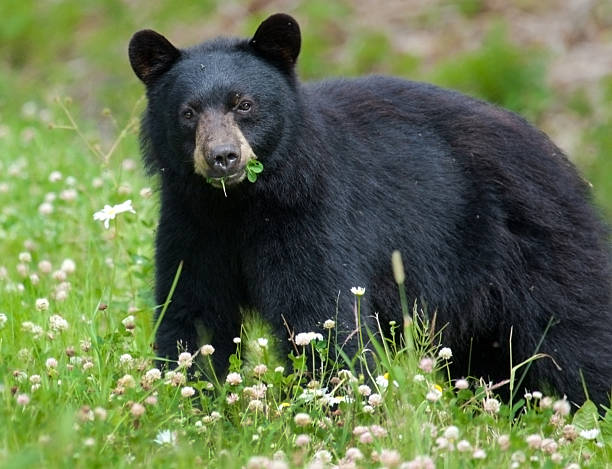 Black Bear eating clover stock photo