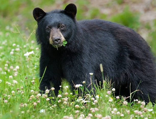 Urso comer trevo preto - fotografia de stock
