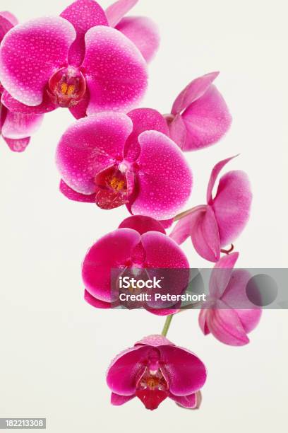 Rosa Orchidea - Fotografie stock e altre immagini di Affettuoso - Affettuoso, Amore, Asia