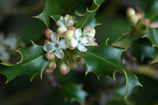 Close up of male holly flowers, Ilex species. Female flowers are on separate trees.