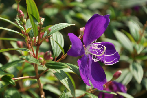Purple Glory Bush / Tibouchina Granulosa
