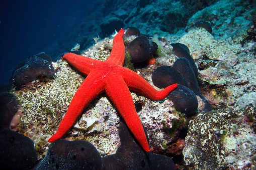 Underwater photo of starfish and sea urchin.