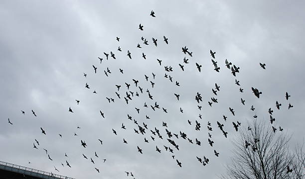 istock Flock Of Pigeons In Flight 182213717