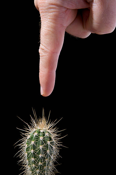istock Do not touch, finger pointing down at cactus, black background 182213764