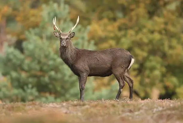 Photo of Sika Deer Buck in Rut