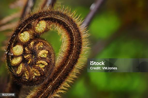 Koru Neuseeland Forest Stockfoto und mehr Bilder von Koru - Koru, Behaart, Blatt - Pflanzenbestandteile