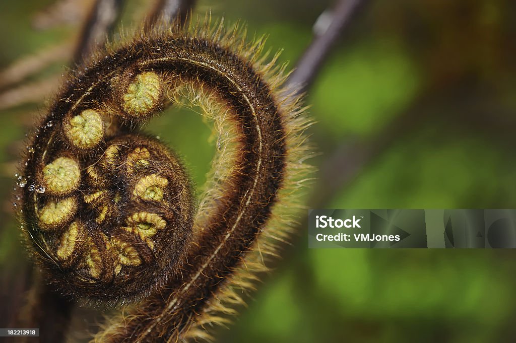 Koru bosque de Nueva Zelanda - Foto de stock de Koru - Forma libre de derechos