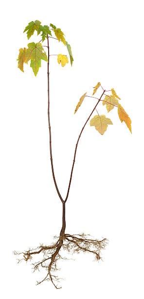 outono árvore com raízes - uprooted vertical leaf root imagens e fotografias de stock