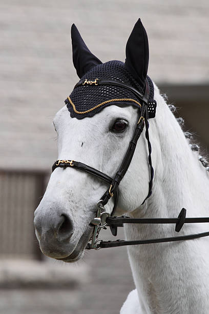 White Horse White horse head close-up. uffington horse stock pictures, royalty-free photos & images