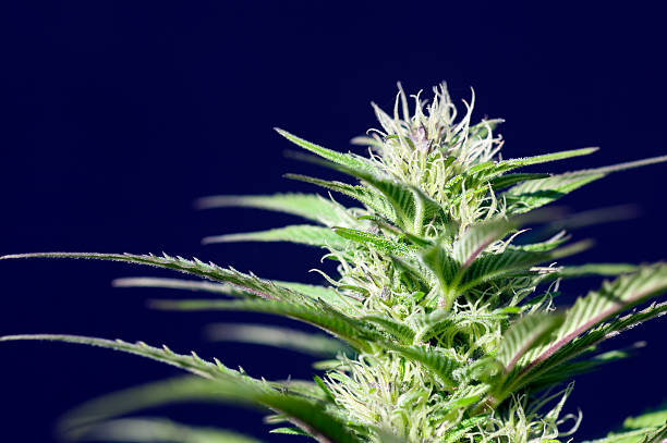 Close-up image of marijuana plant against blue sky Medical cannabis or medicinal marijuana. Medical cannabis (or medical marijuana) refers to the use of cannabis and its constituent cannabinoids, such as tetrahydrocannabinol (THC) and cannabidiol (CBD), as medical therapy to treat disease or alleviate symptoms. magnoliophyta stock pictures, royalty-free photos & images