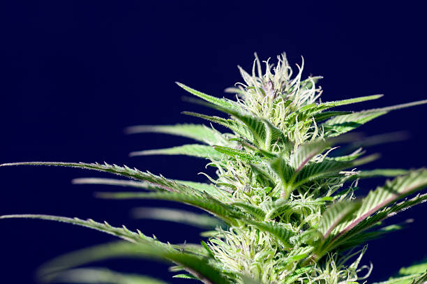 close-up image of marijuana plant against blue sky - blommande växt bildbanksfoton och bilder