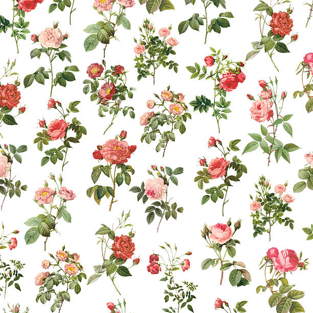 ilustraciones, imágenes clip art, dibujos animados e iconos de stock de papel tapiz con rosas/antigüedades de flor e ilustraciones - rose bouquet flower single flower