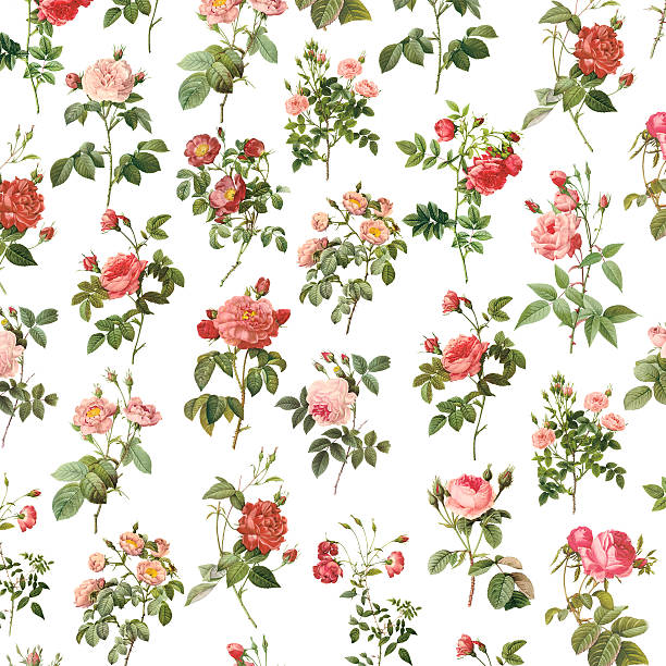 ilustrações de stock, clip art, desenhos animados e ícones de papel de parede antigo com rosas/flor ilustrações - flower white background single flower red