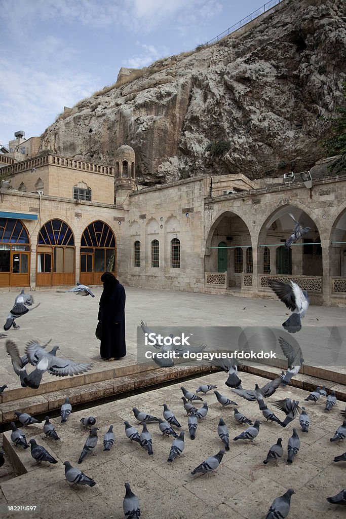 Pájaros - Foto de stock de Adulto libre de derechos