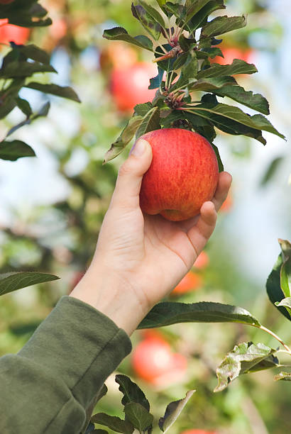istock Picking Gala Apples in the orchard - I 182214635