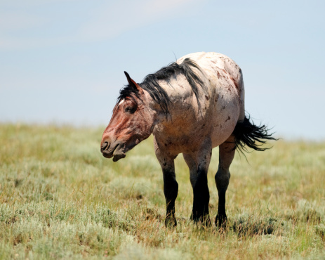 A wild stallion on the Wyoming plains defends its territory from other horses.