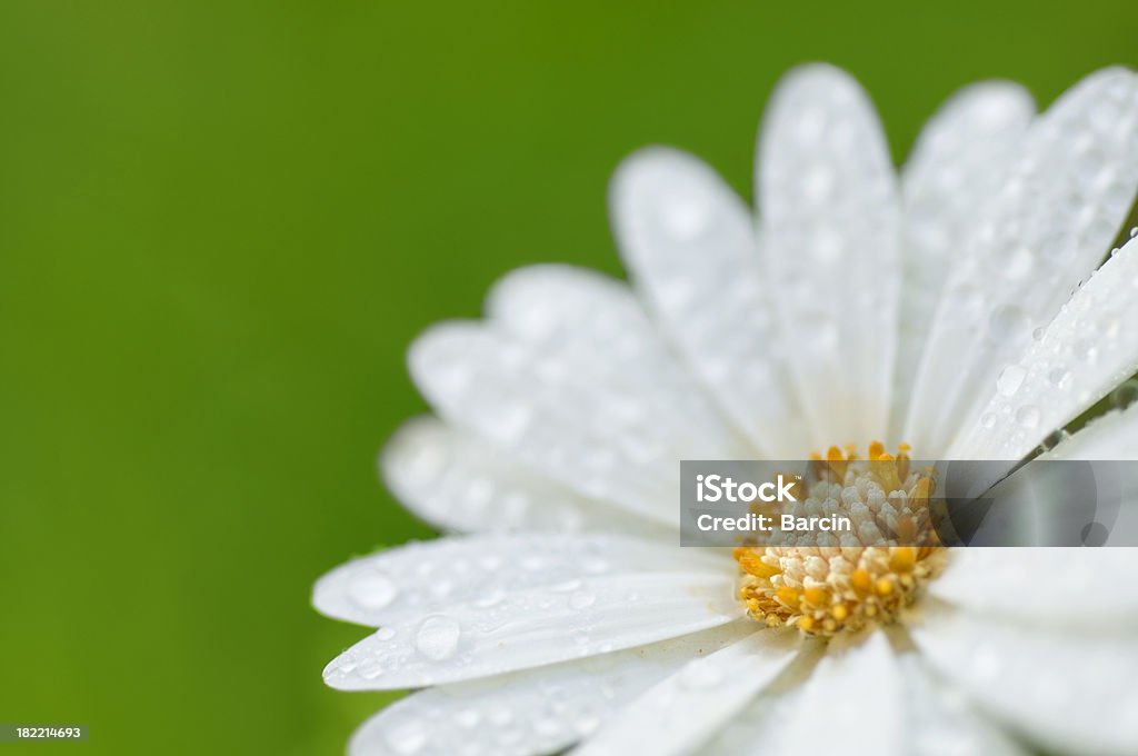 Branco Flor com água droplet - Foto de stock de Beleza royalty-free