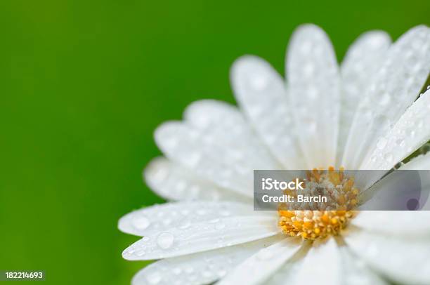 Foto de Branco Flor Com Água Droplet e mais fotos de stock de Beleza - Beleza, Beleza natural - Natureza, Branco