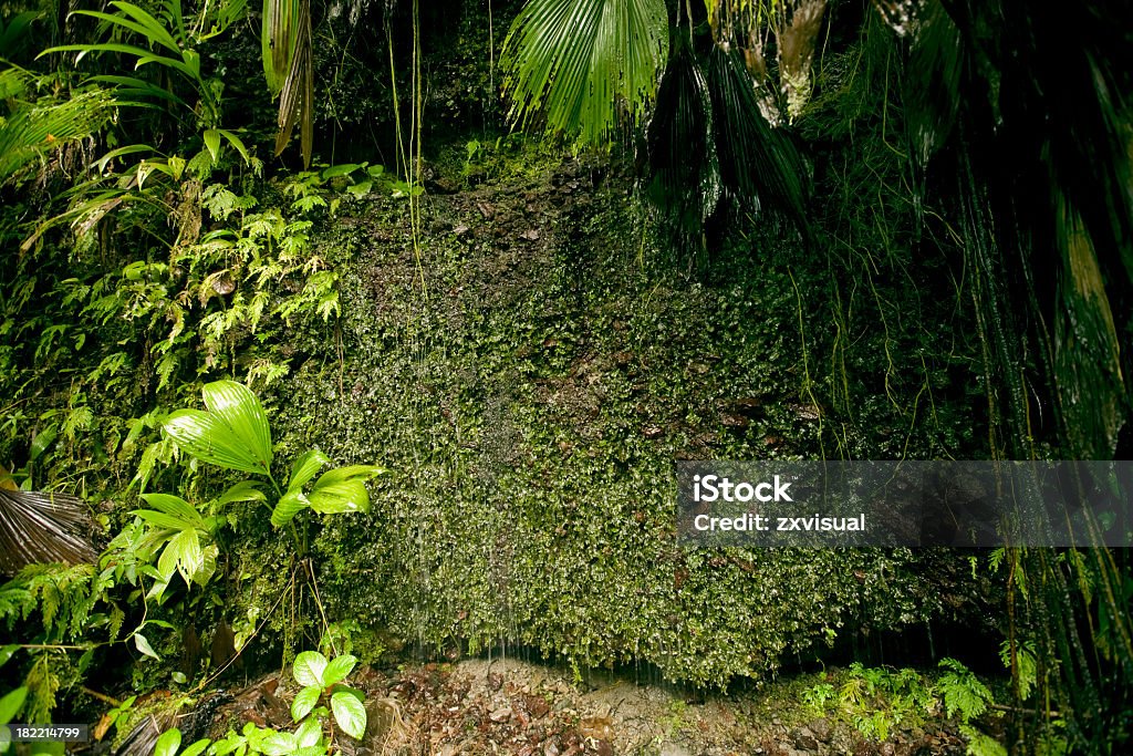 Rain Forest Wall in Dominica Background shot of a rock wall with wild plants growing around it in a rain forest.  Backgrounds Stock Photo