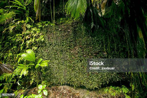 Rain Forest Wall In Dominica Stock Photo - Download Image Now - Backgrounds, Beauty In Nature, Forest