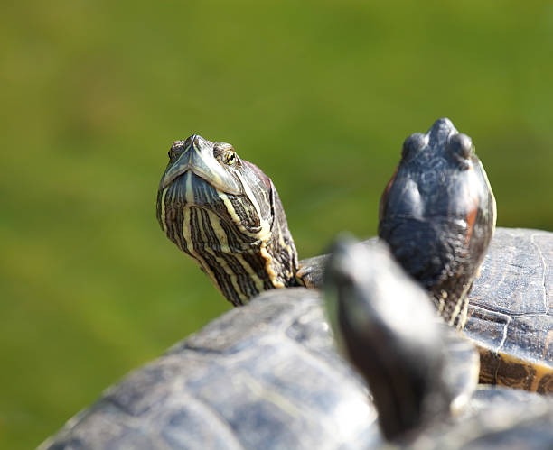 istock Group of red eared slider turtles looking in different directions 182214828