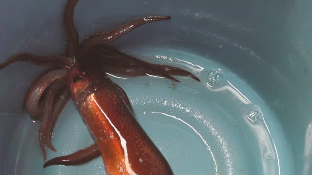 View of fresh squid in bucket at fish market Hakodate Asaichi