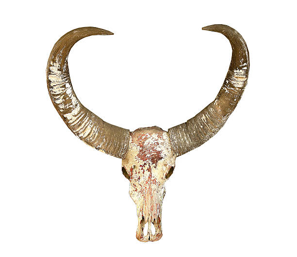 istock Old buffalo skull isolated on white background 182214877