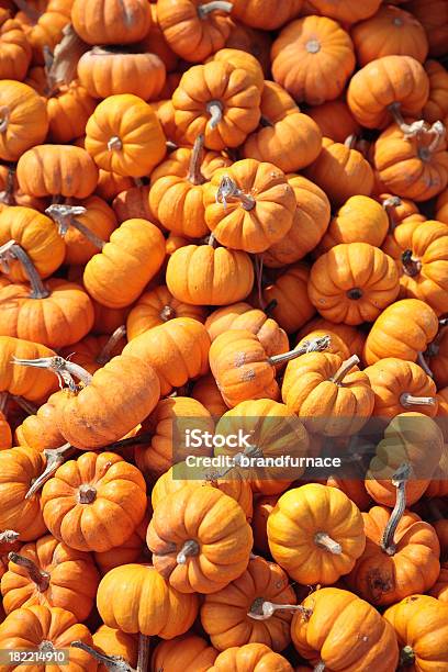 Baby Pumpkins Stock Photo - Download Image Now - Autumn, Backgrounds, Celebration Event