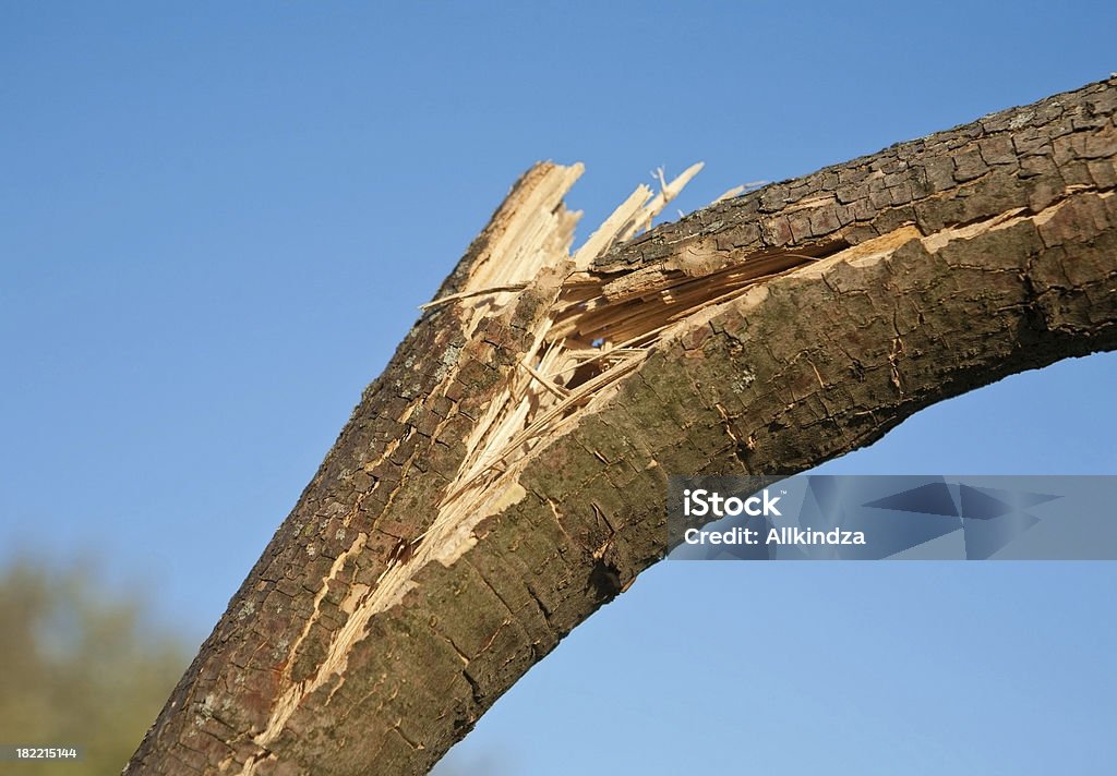 Viento dañado branch - Foto de stock de Rama - Parte de planta libre de derechos