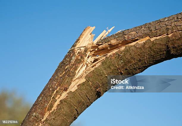 Vento Danneggiato Branch - Fotografie stock e altre immagini di Ramo - Parte della pianta - Ramo - Parte della pianta, Rompere, Rotto