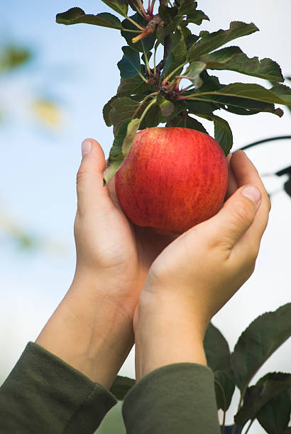 istock Picking Gala Apples in the orchard - IV 182215254