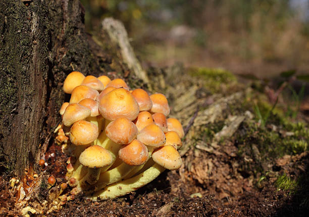 sulphur champignons hypholoma fasiculare touffe - hypholoma fasiculare photos et images de collection