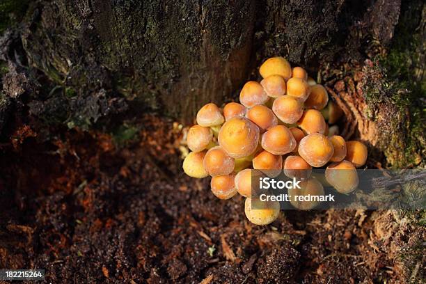 Azufre Tuft Tipo Setahypholoma Fasiculare Foto de stock y más banco de imágenes de Amarillo - Color - Amarillo - Color, Color vibrante, Conífera