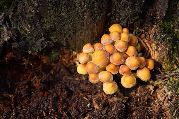 sulphur champignons hypholoma fasiculare touffe - hypholoma fasiculare photos et images de collection