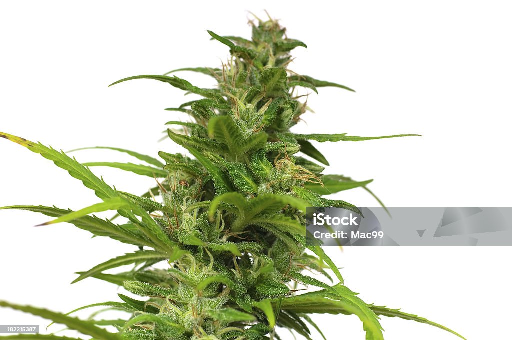 Planta marihuana hembra - Foto de stock de Fondo blanco libre de derechos