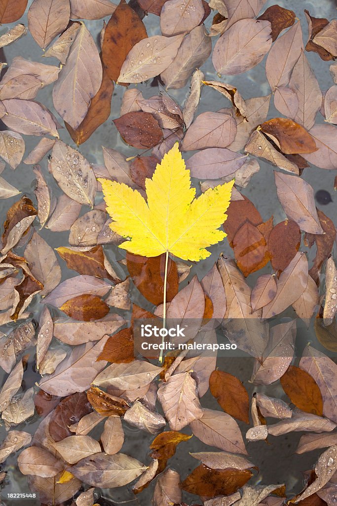 Осенние листья - Стоковые фото Без людей роялти-фри