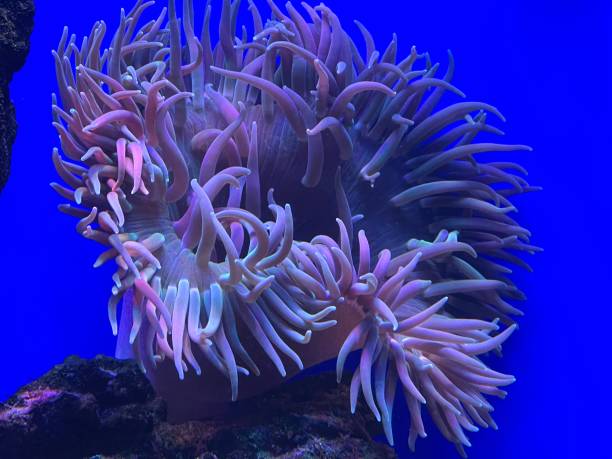 istock sea anemones in the aquarium 1822155562
