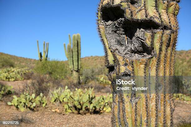 Foto de Gnarly Velho Cacto e mais fotos de stock de Areia - Areia, Arizona, Cacto