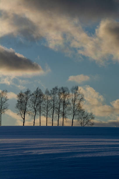 Trees in park