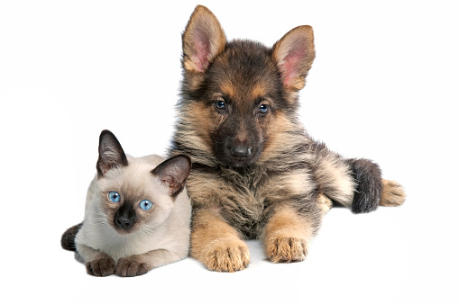 gray Scottish kitten on a light background, banner