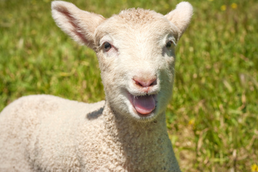Close up head shot of a young lamb bleeting.
