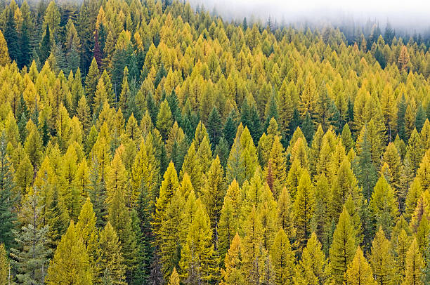 istock Larch forest in autumn 182216118