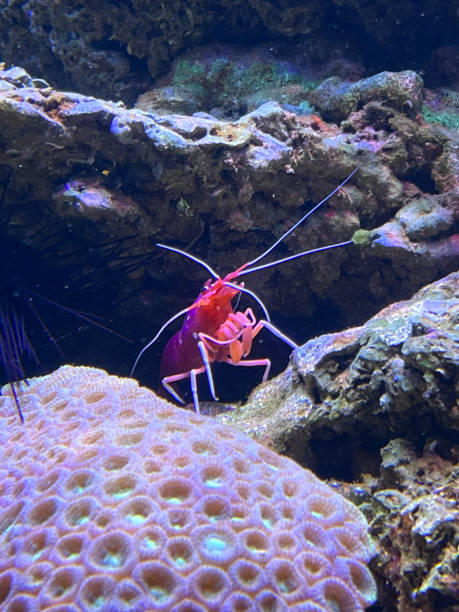 istock Pacific cleaner shrimp Lysmata amboinensis on a reef tank 1822161950