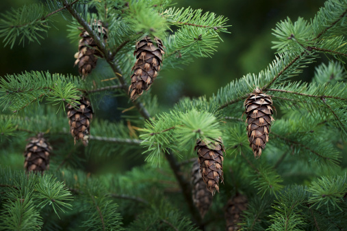 Seed cones on a Douglas fir tree in Autumn.