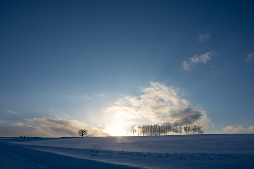 Birch trees on a hill at dusk in winter