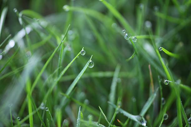 Fresh dewy grass stock photo